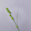 Portraitfoto Carex divulsa