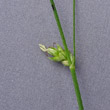 Blütenfoto Carex divulsa