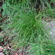 Habitusfoto Carex divulsa