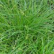 Blätterfoto Carex divulsa