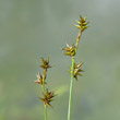 Portraitfoto Carex echinata