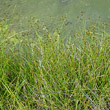 Habitusfoto Carex echinata