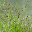 Blätterfoto Carex echinata