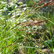 Portraitfoto Carex ferruginea