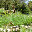 Blütenfoto Carex ferruginea