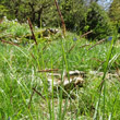 Habitusfoto Carex ferruginea