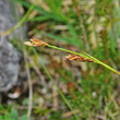Blütenfoto Carex firma