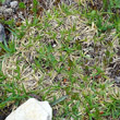 Blätterfoto Carex firma