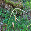 Portraitfoto Carex flacca