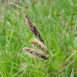 Blütenfoto Carex flacca