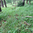 Habitusfoto Carex flacca