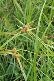 Habitusfoto Carex flava