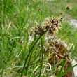 Portraitfoto Carex foetida