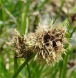 Blütenfoto Carex foetida
