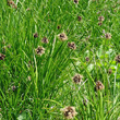 Habitusfoto Carex foetida