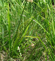 Blätterfoto Carex foetida