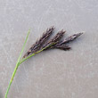 Blütenfoto Carex frigida