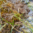 Portraitfoto Carex frigida