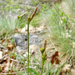 Portraitfoto Carex halleriana