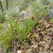 Habitusfoto Carex halleriana
