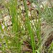 Blätterfoto Carex halleriana