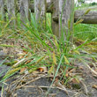 Habitusfoto Carex hirta
