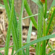 Blätterfoto Carex hirta