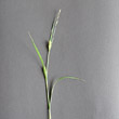 Foto von Besonderheit Carex hirta