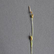 Blütenfoto Carex hostiana