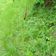 Habitusfoto Carex hostiana