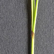 Foto von Besonderheit Carex hostiana