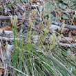 Blütenfoto Carex humilis