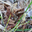 Portraitfoto Carex humilis