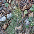 Habitusfoto Carex humilis