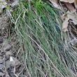 Blätterfoto Carex humilis