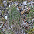 Foto von Besonderheit Carex humilis