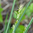 Portraitfoto Carex leersii