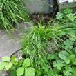 Habitusfoto Carex leersii