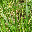 Blätterfoto Carex leersii
