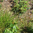 Habitusfoto Carex leporina