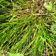 Blätterfoto Carex leporina