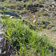 Habitusfoto Carex liparocarpos