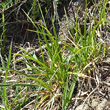 Blätterfoto Carex liparocarpos