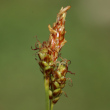 Portraitfoto Carex liparocarpos