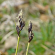 Portraitfoto Carex montana