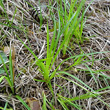 Blätterfoto Carex montana