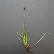 Stängel-/Stammfoto Carex montana