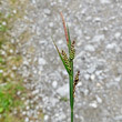 Portraitfoto Carex nigra