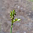 Portraitfoto Carex ornithopoda