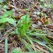 Habitusfoto Carex ornithopoda